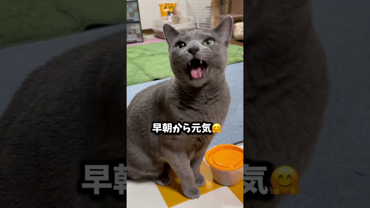 【ロシアンブルー】めろん〜今朝もわんわん🐶言うとります🤭【猫】#shorts