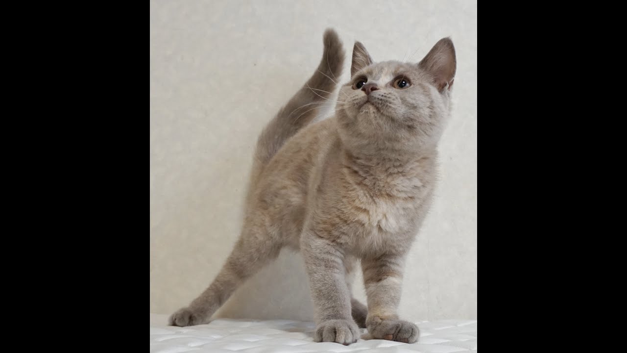 ブリティッシュショートヘアー子猫　British Shorthair　2024.8.3産まれ　ライラックトーティーシェル　女の子　シーダキャット猫のお店