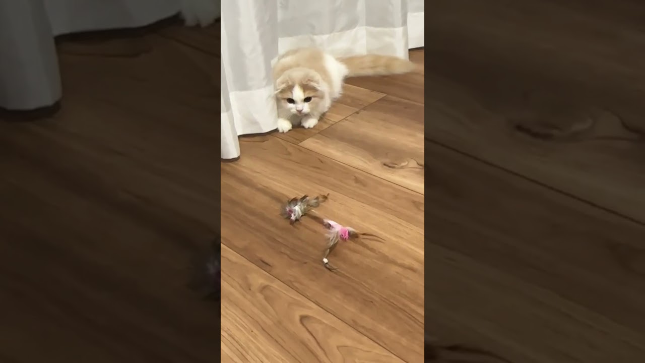 頭文字N #cat #catlover #スコティッシュフォールド #猫のいる暮らし #ねこ#猫好きさんと繋がりたい