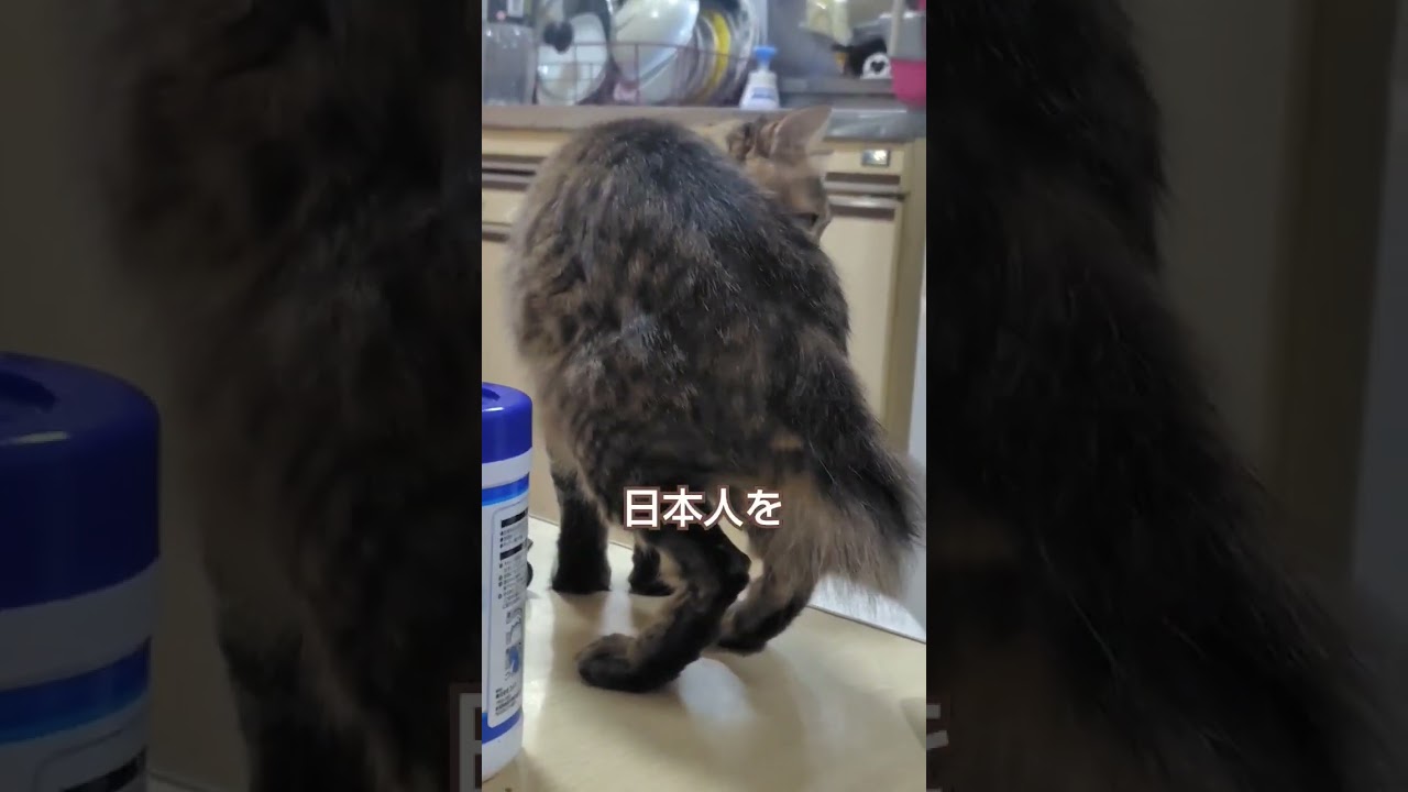 俺はテツ 日本の猫をナメるなよ#cat #子猫 #保護猫 #shorts