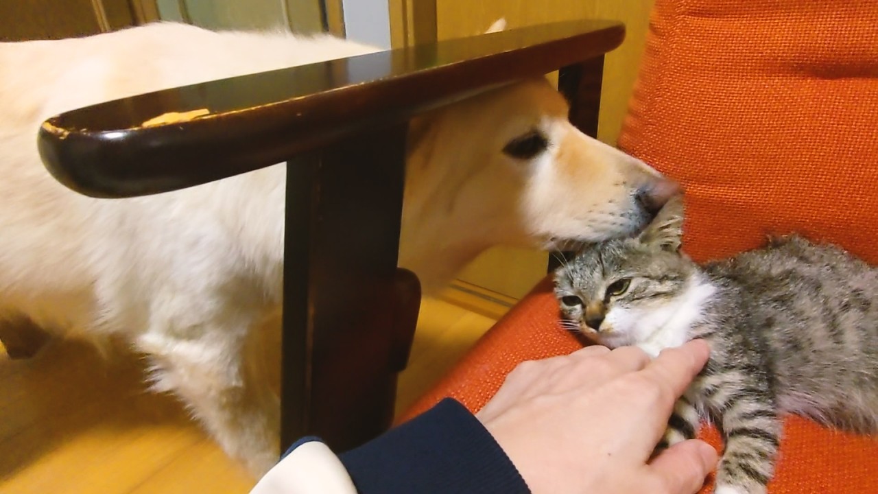 新入りの保護子猫に興味津々な先住犬たち【顔合わせ】