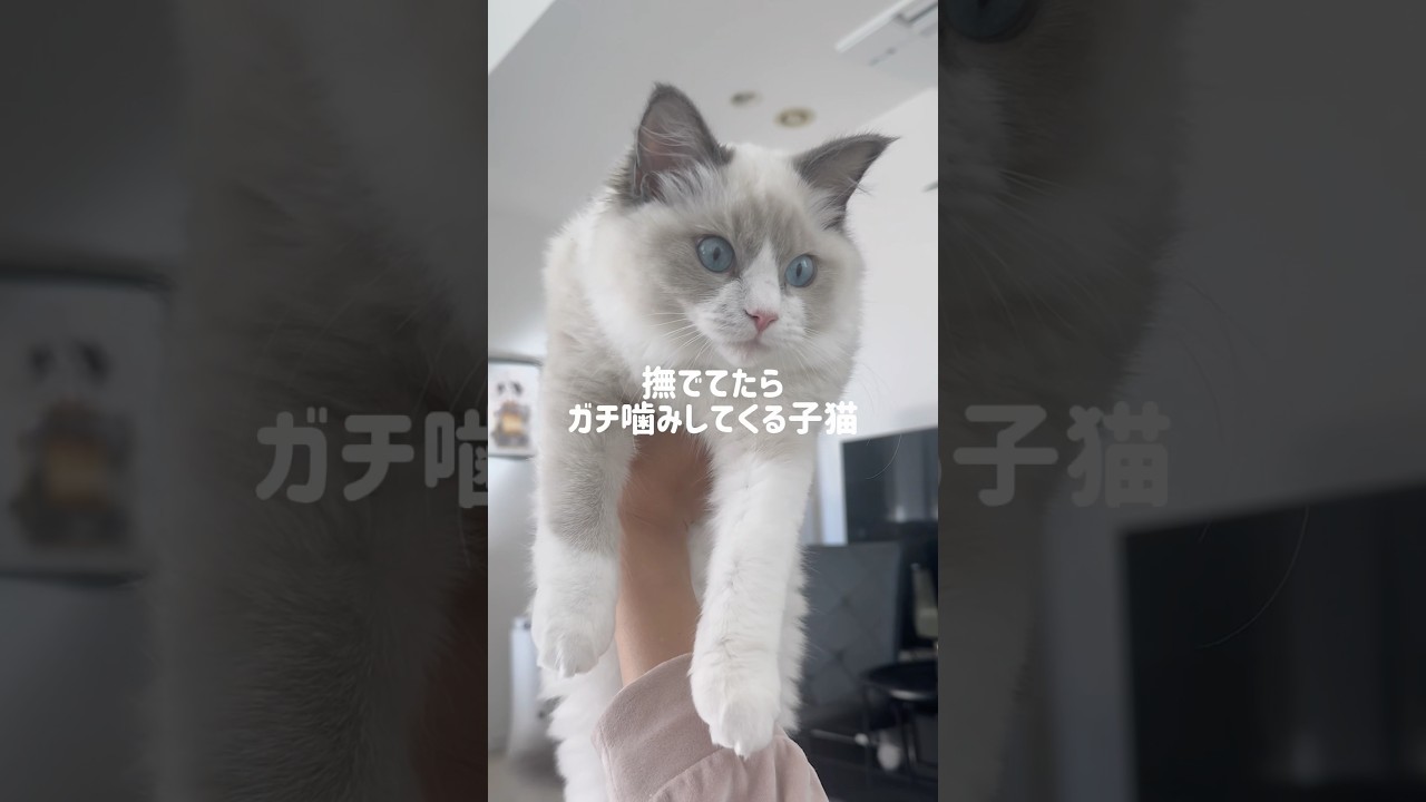 急に噛んでくる現象に名前をつけるとしたら？#ラグドール#ラグドール子猫#ブルーポイントバイカラー#子猫#猫#猫のいる暮らし#猫のいる生活#ragdoll#cat#kitty#kitten