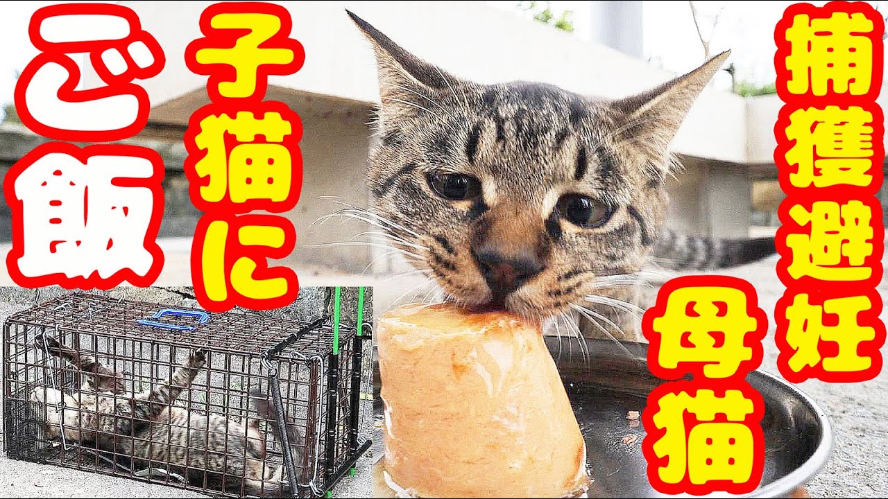 捕獲避妊した母猫の子猫たちにご飯をあげたらすごい勢いで・・・ 癒され野良猫動画 感動猫動画