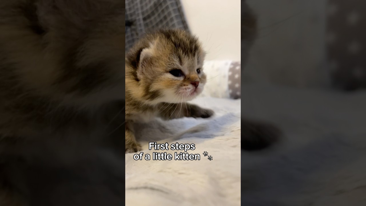 🥹 first steps🐾
