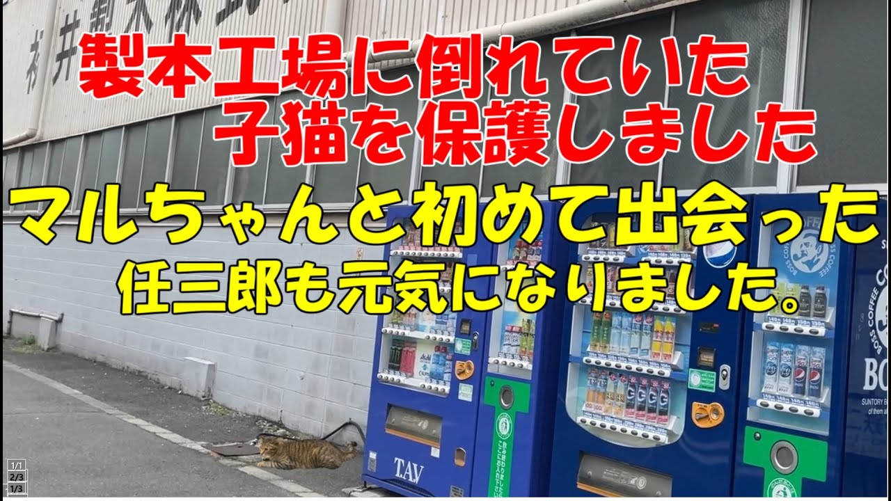 製本工場に倒れていた子猫を保護しました。マルちゃんと初めて出会った。任三郎も元気になりました。＃保護猫＃子猫＃kuromomo12345