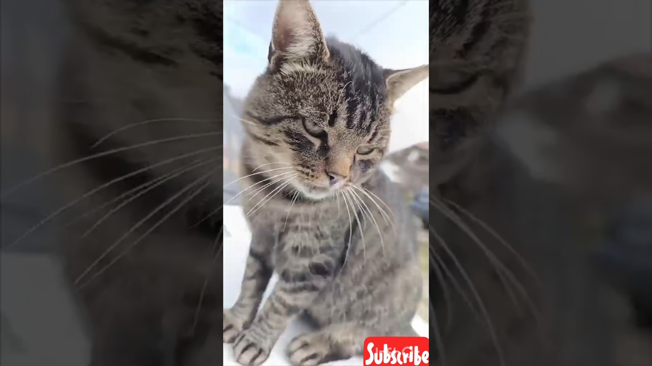 Cute cat #animals #relaxing