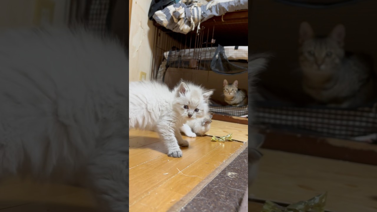 子猫の華麗なやんのかステップ#子猫#シャム系#猫動画