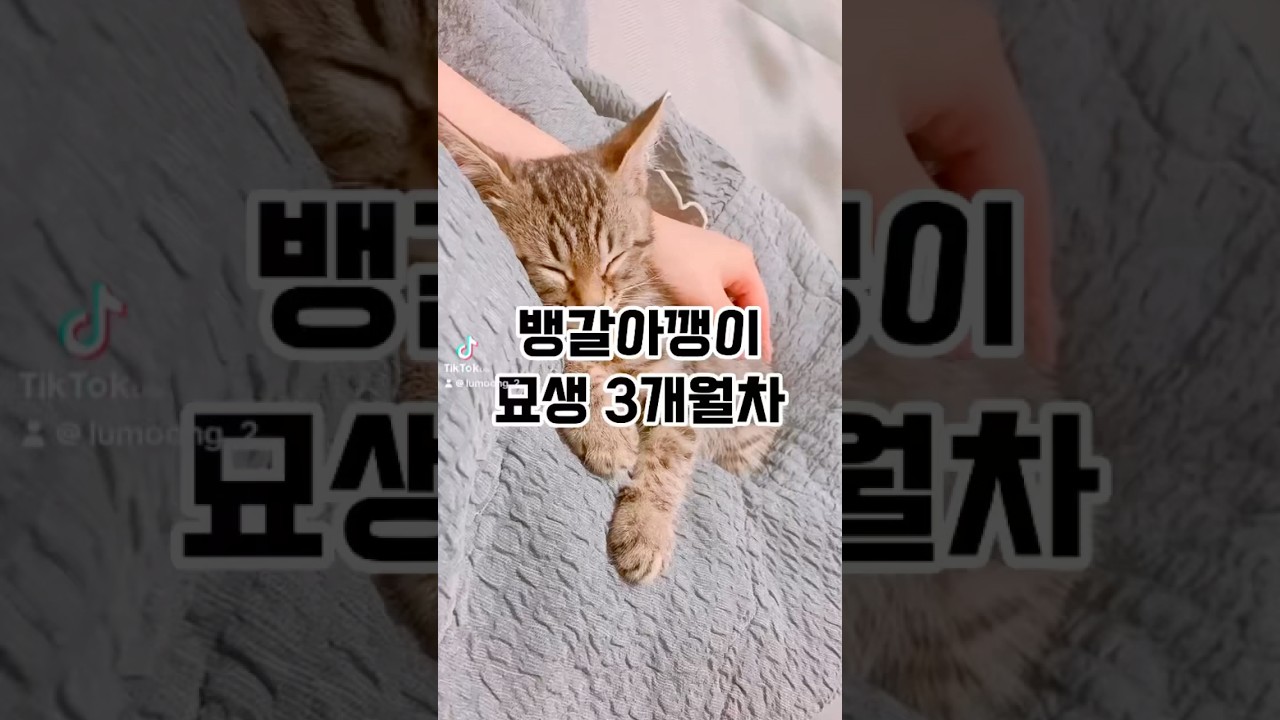 뱅갈고양이 묘생 3개월차 #고양이 #cat #뱅갈고양이 #고양이일상 #고양이영상 #tiktok #shorts #귀여운고양이 #cute #catlover