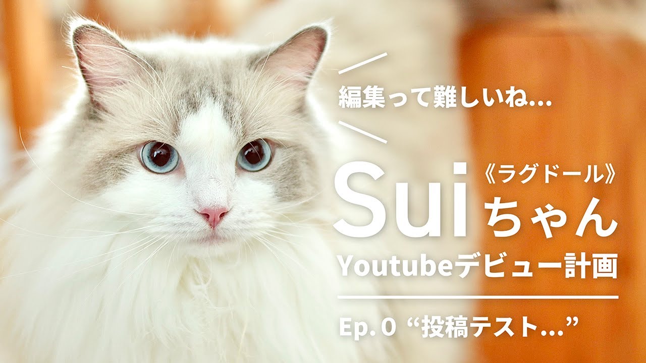 【ラグドールのSuiちゃん】Youtubeデビュー計画 その①