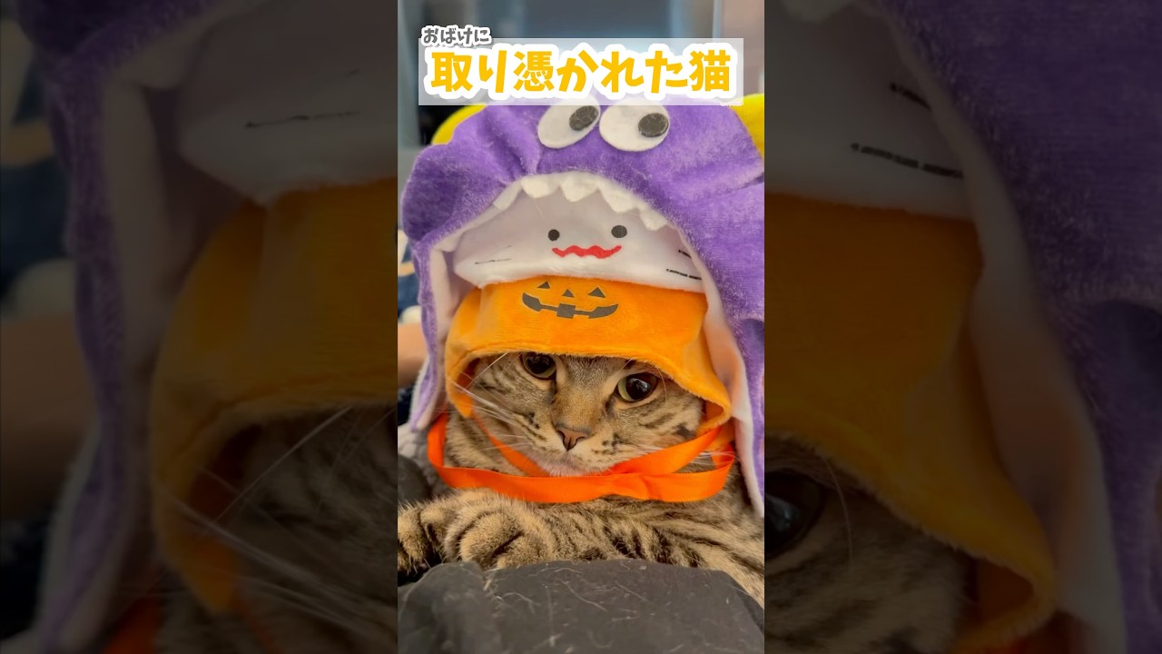 【猫動画】おばけに取り憑かれた猫が可愛すぎて悶絶!! #shorts
