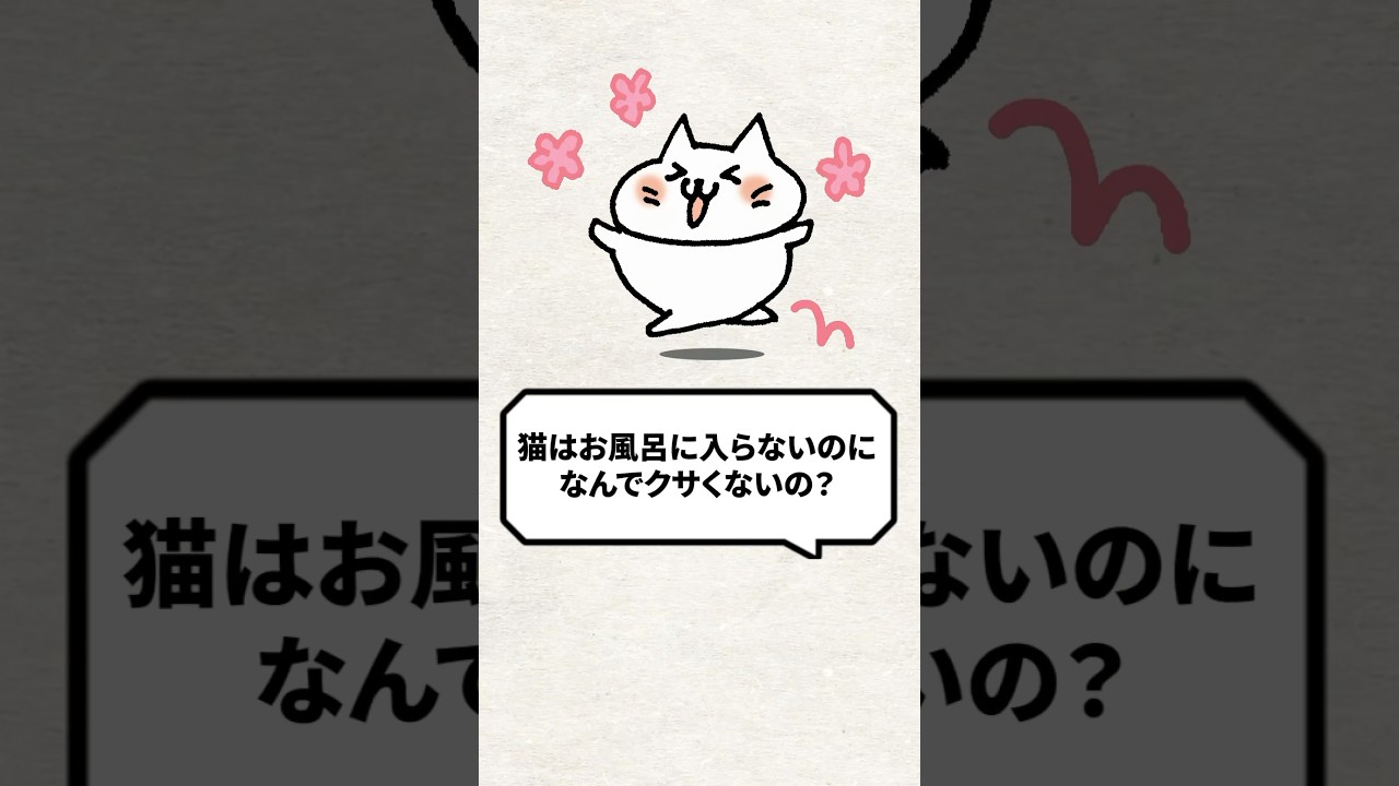 Q：猫はお風呂に入らないのになんでクサくないの？ #猫 #猫との暮らし #ねこ