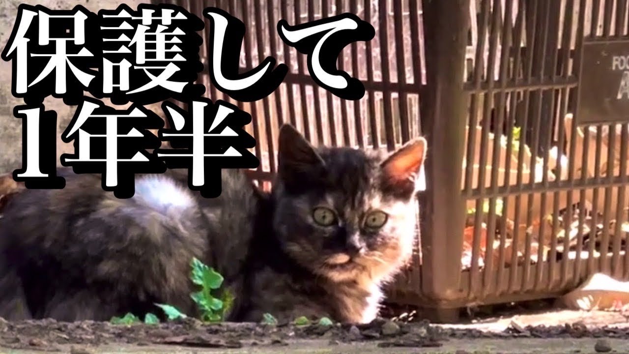 【保護猫】山奥の別荘地で捨て猫を保護して1年半〜現在