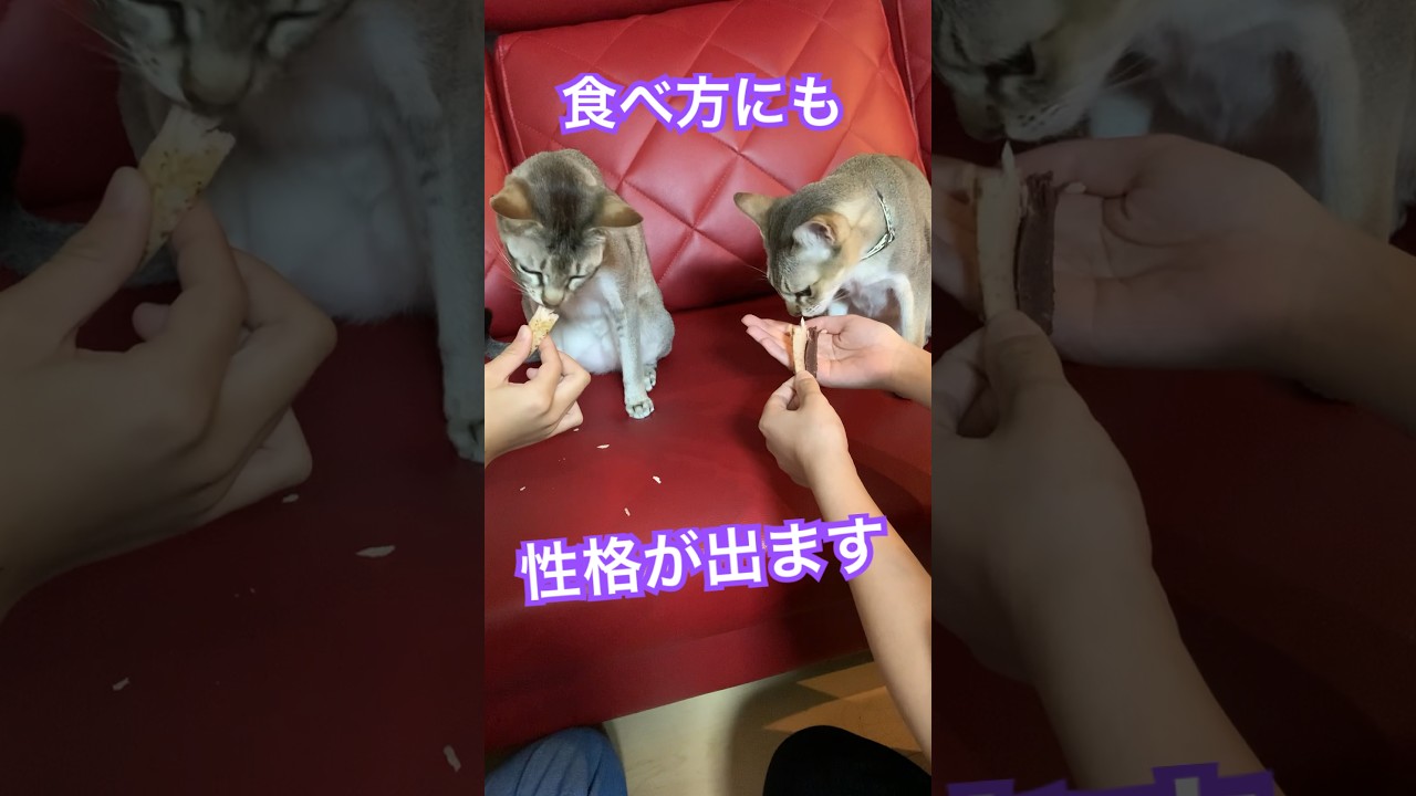おやつで見るそれぞれの性格　#シンガプーラ#猫とのくらし