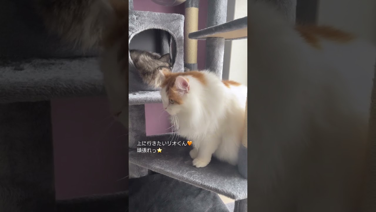 【猫の日常】お外が見たいニャ！ #猫#マンチカン#cat#キャットタワー#猫好きさんと繋がりたい