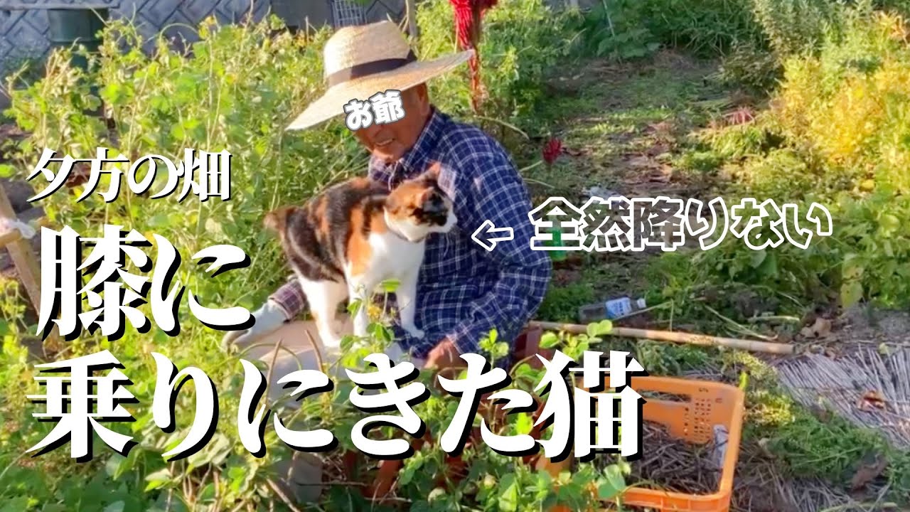 隠し撮りしてたらお爺と猫の空間が癒しだった､､､ふたりの黄昏夕暮れタイム。