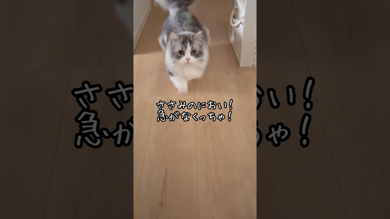 【猫のおやつタイム】ささみを出すとどこにいても走ってきます！ #短足マンチカン #マンチカン #猫 #猫のいる暮らし #ネコ #cat