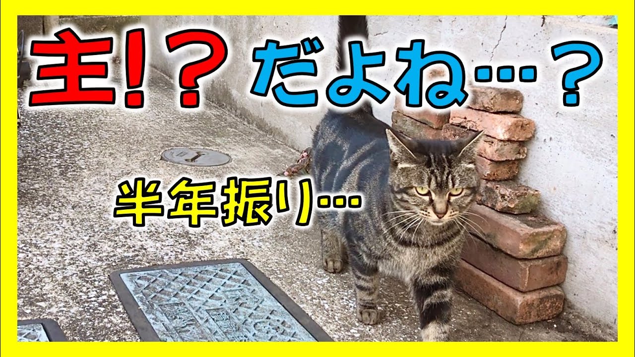 【猫の記憶力】外猫だったあの頃の記憶は残っているのか…？　特に動物好きでもなかった私が公園で暮らす猫を保護して二年半
