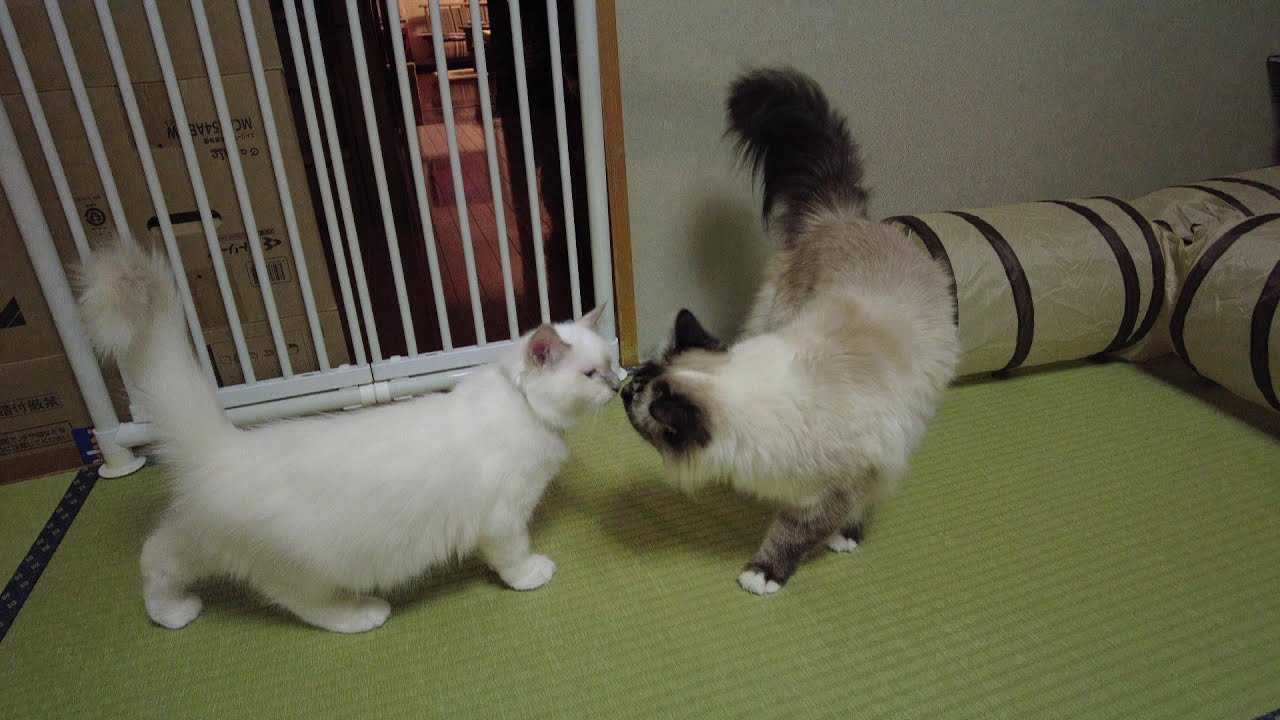 バーマンのカイくん 先住猫たちへのごあいさつ上手にできるかな？