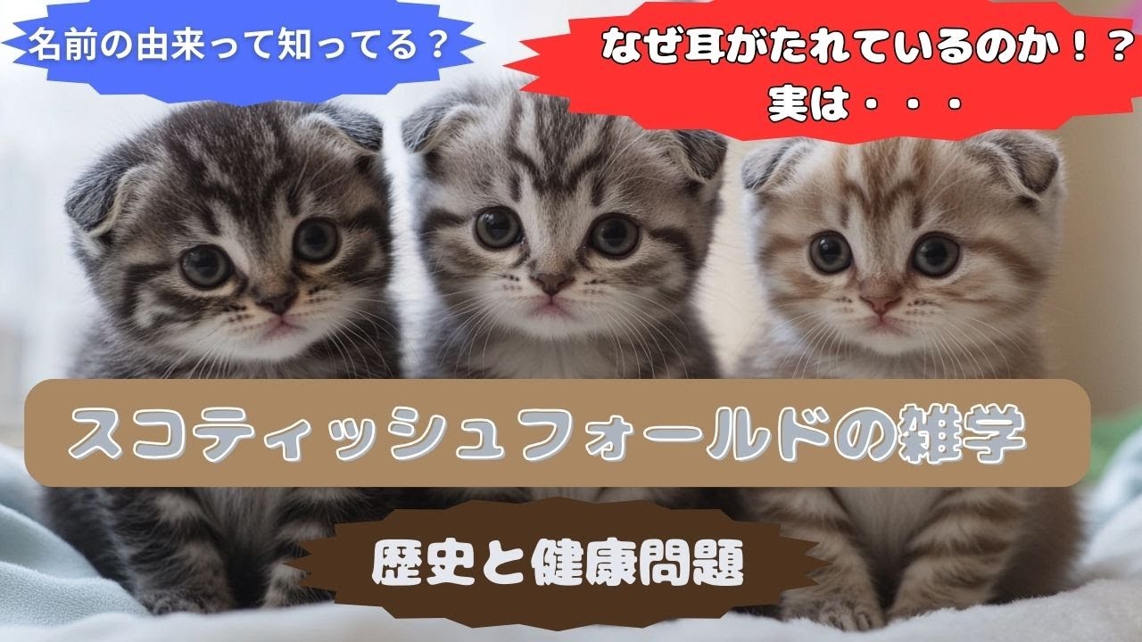 スコティッシュフォールドの雑学