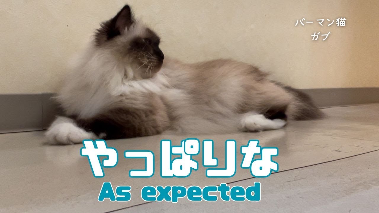 バーマン猫ガブとラフ【やっぱりな】As expected（バーマン猫）Birman/Cat