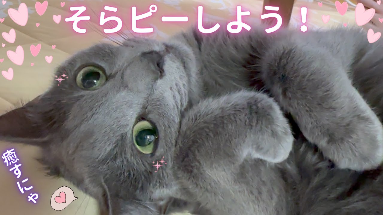 【猫ロシアンブルー】「そらピー」を体験しましょう❤️