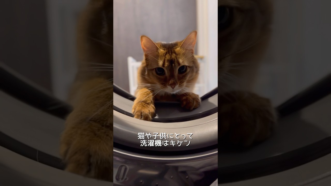 猫を飼う時に気をつけたい事