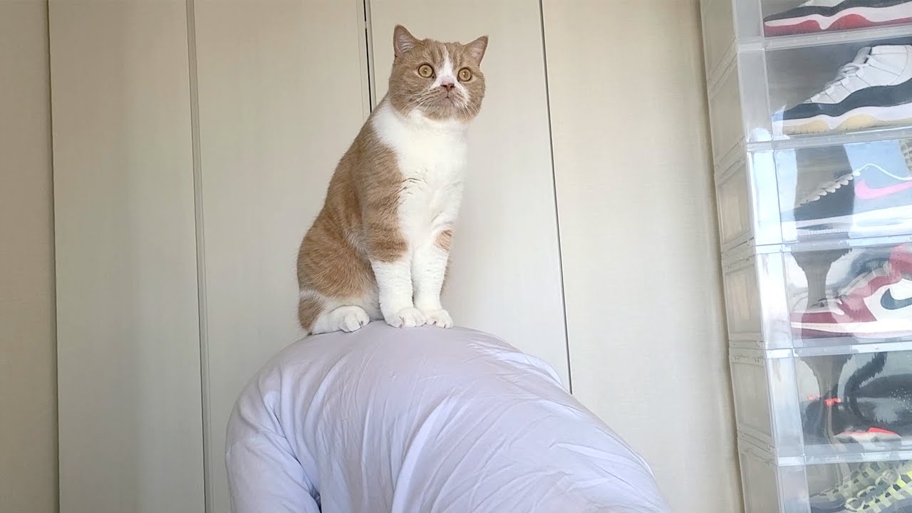 背中を守る猫がとっても可愛かった件【スコティッシュフォールド】