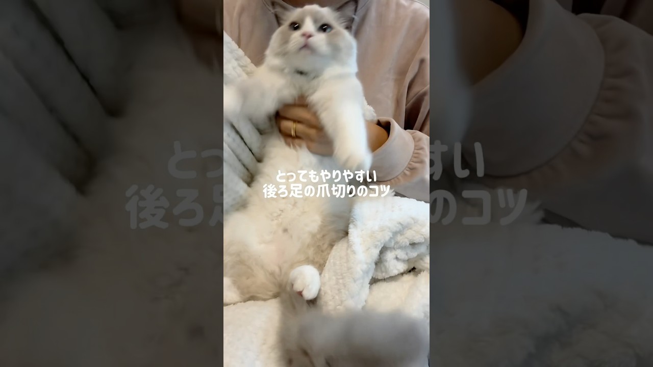 後ろ足の爪切りのコツ🐱🤍#ラグドール#ラグドール子猫#ブルーポイントバイカラー#子猫#猫#猫のいる暮らし#猫のいる生活#ragdoll#cat#kitty#kitten#ねこのいる生活