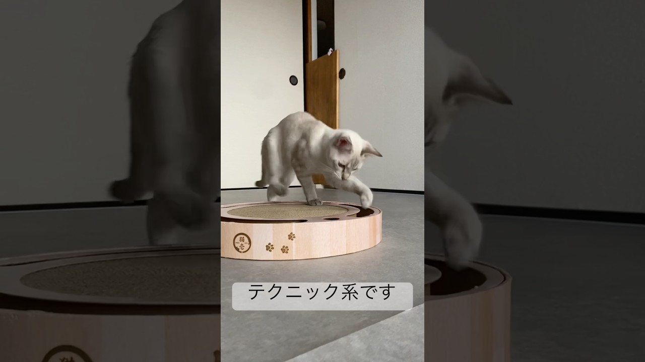 猫壱のバリバリ好きすぎる件　#元保護猫　#シャムトラ　#シャムミックス　#cat #猫耳 #kitten #シャムmix  #子猫 #猫耳