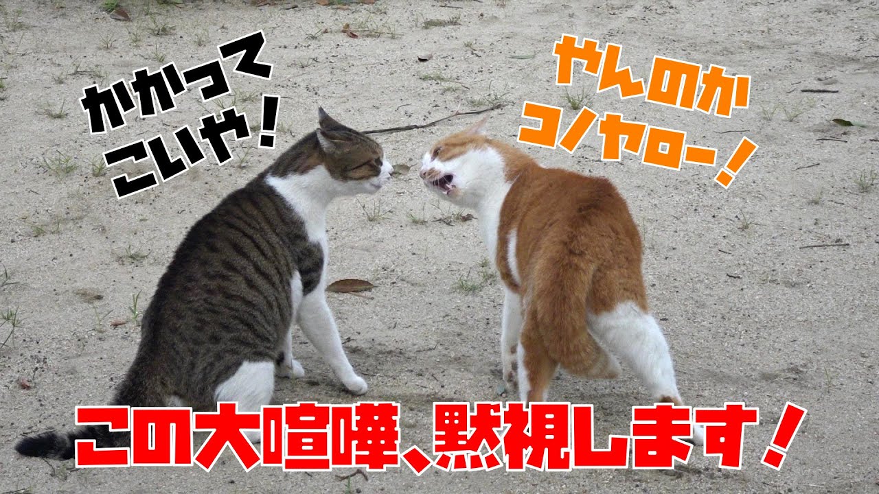 【閲覧注意】【音量注意】この大喧嘩、黙視します！😮😻　It is a cat which lives in the park.