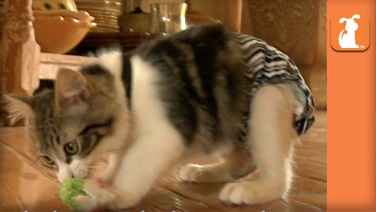 Special Needs Manx Kitten Finds His Forever Home In Arizona - Bebe's Roadtrip