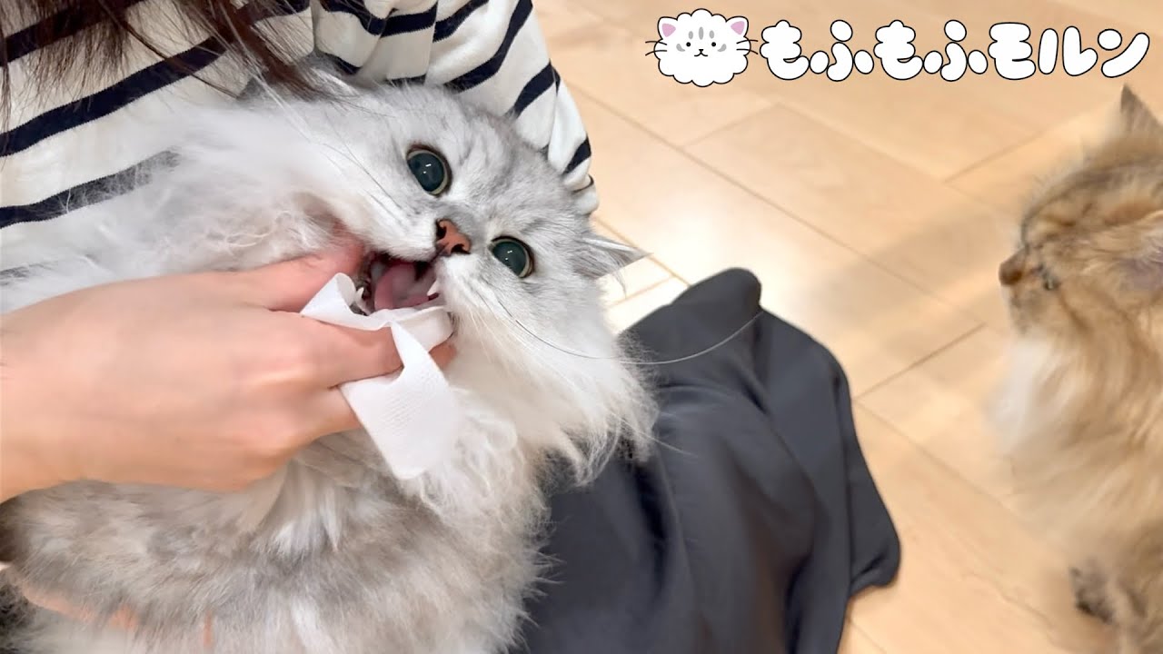 もふもふ猫が新しい歯磨きシートに挑戦！ 【サイベリアン】