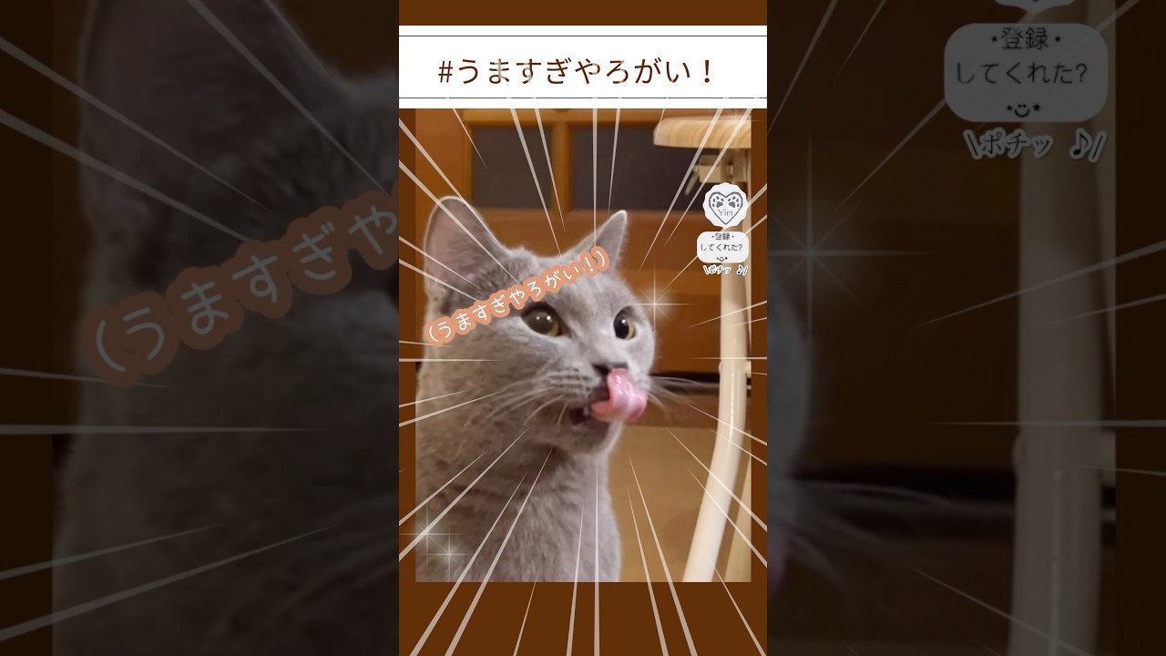 うちの 猫 はこれが好き| にっこりした(?)瞬間 #猫 #cat #シャルトリュー #chartreux #おやつタイム #hilarious #猫ショート #うますぎやろがい #treat