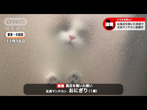 【もふもふ】お風呂を覗いた足長マンチカン逮捕！#cat #lovely #cute