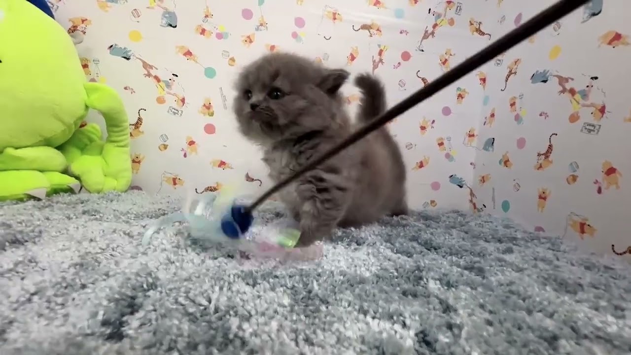 スコティッシュフォールド 10日間限定40周年セール開催中