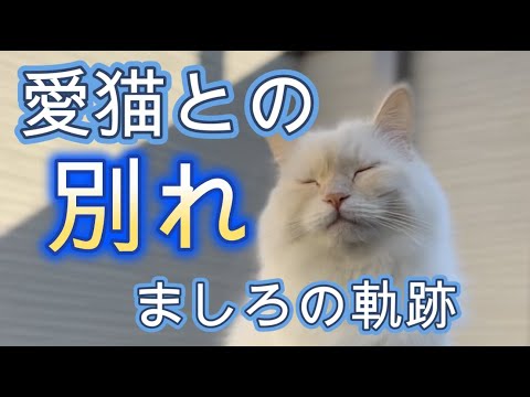 【別れ】愛猫との別れ ましろの生きた軌跡【猫動画】