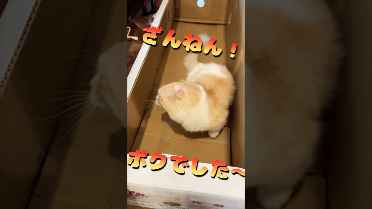 【キンカロー】ざんねん！！ボクでした～！！【マンチカール】