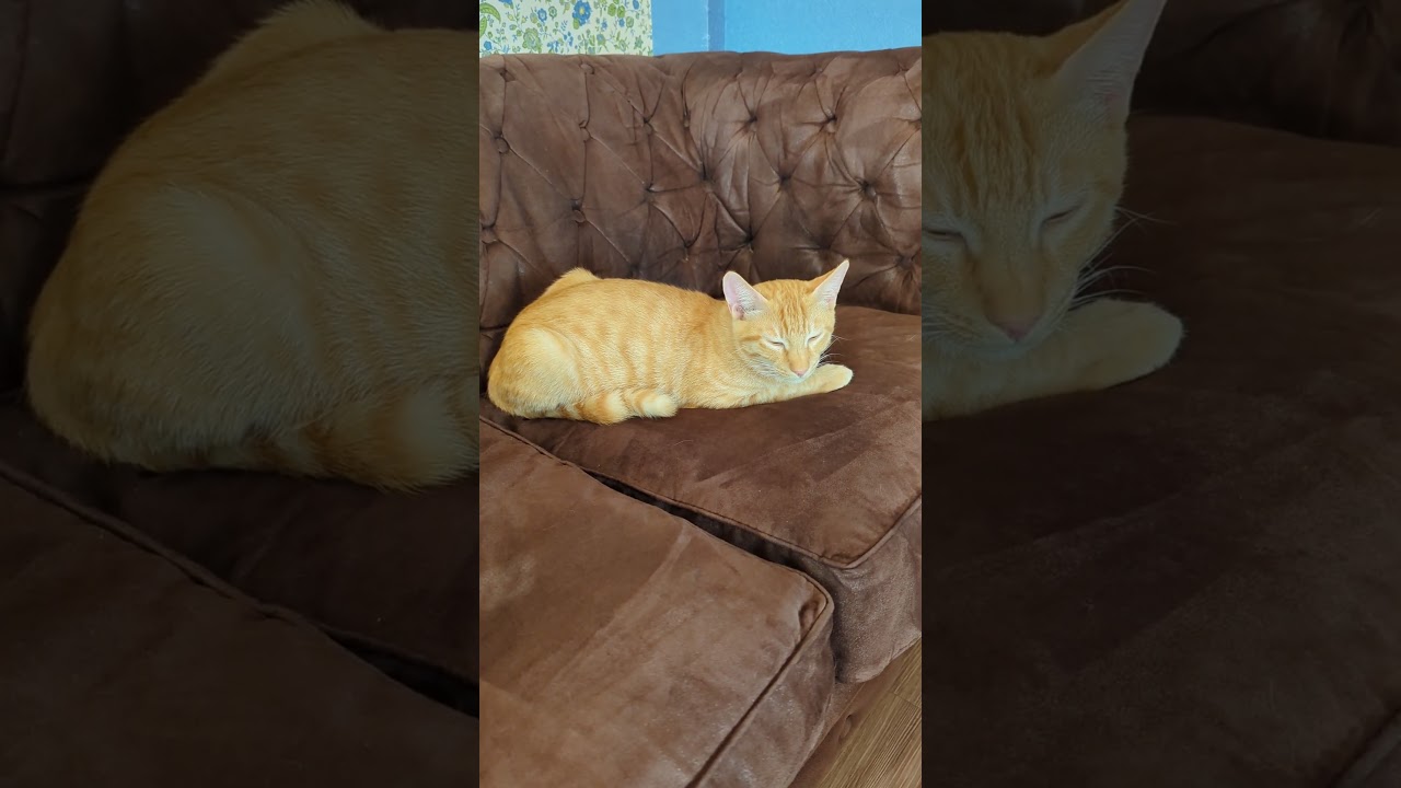 マンチカンのルナとオレンジ色のレンとメインクーンのメイ