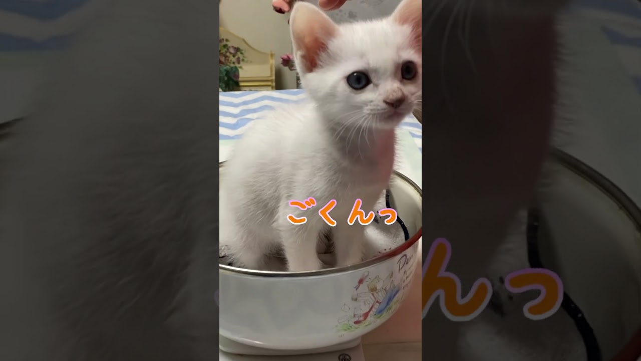 赤ちゃん猫の頃から体重を測り続けた結果こうなりました