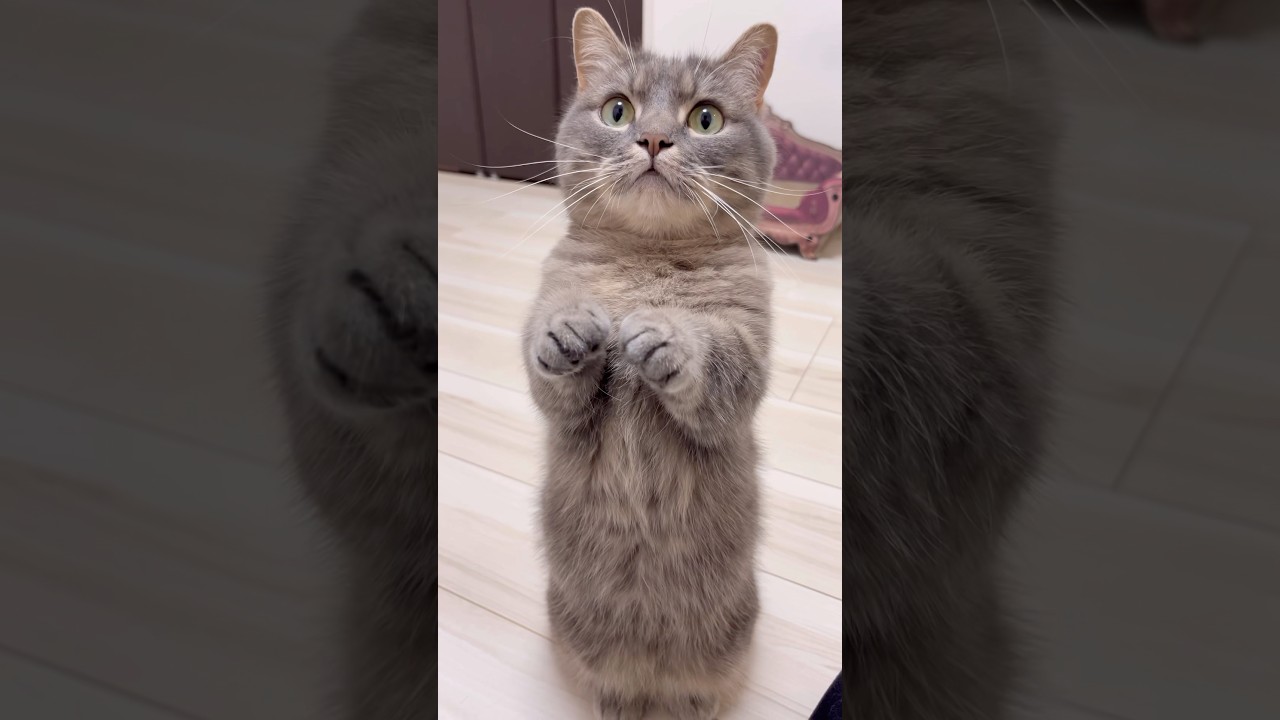 視聴者を5秒でKOする猫現る...#shorts #猫 #マンチカン