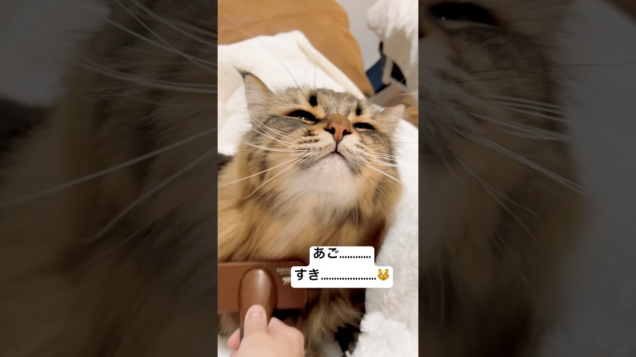 アゴブラシたまらん #猫 #サイベリアン #ブラッシング