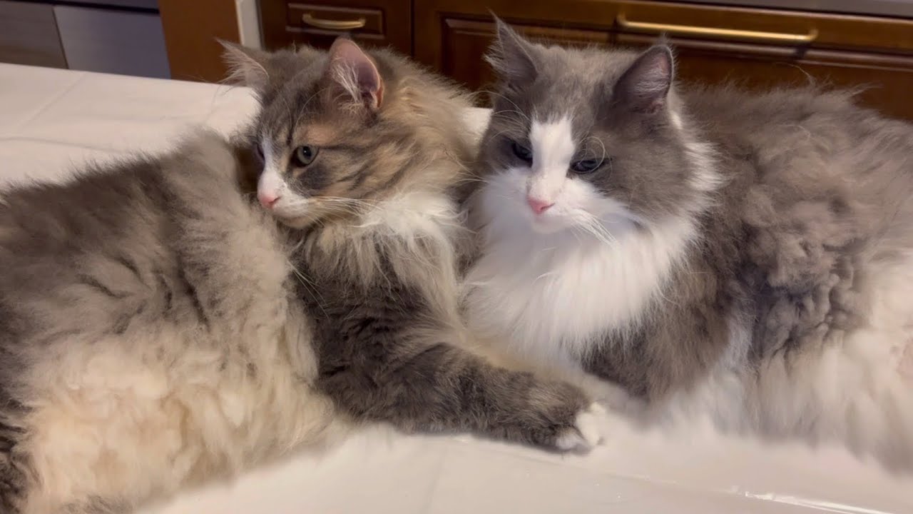 【癒し🩷】好かれすぎてちょっぴり困っちゃう。優しいノルウェージャンフォレストキャット♡