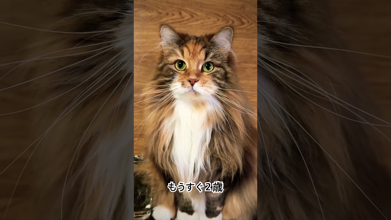 サイベリアンと宮城峡　#サイベリアン #siberiancat #whisky #cat #猫 #kitten #kitty #子猫  #singlemalt