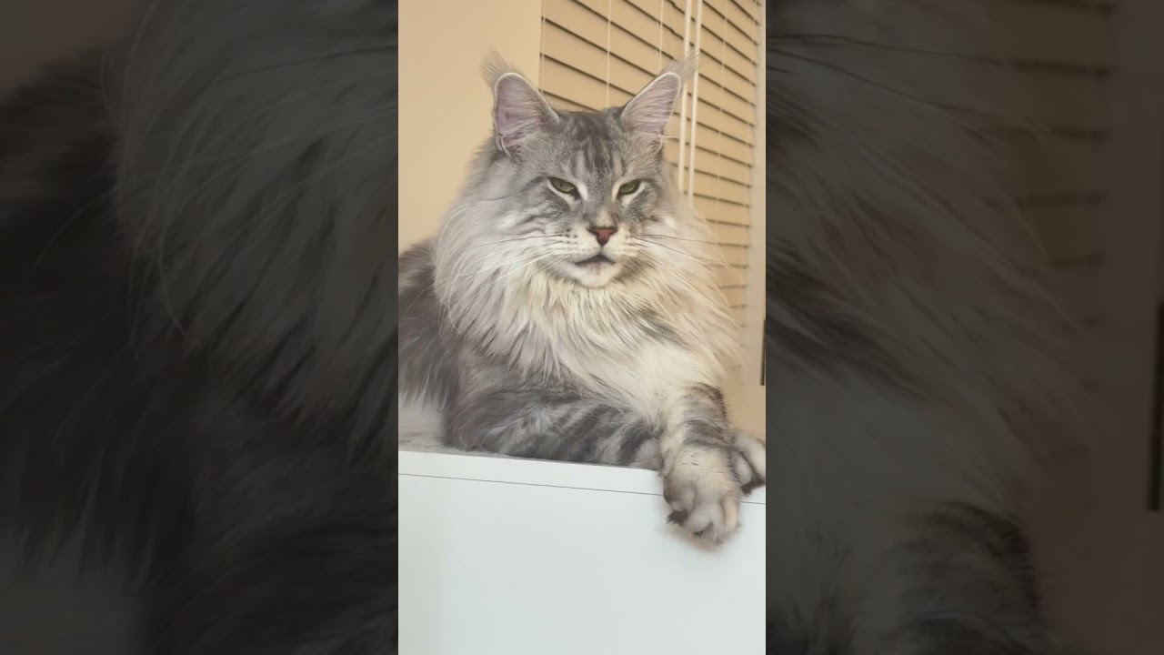 My beautiful West Hollywood 😽 #cat #mainecoon #shorts