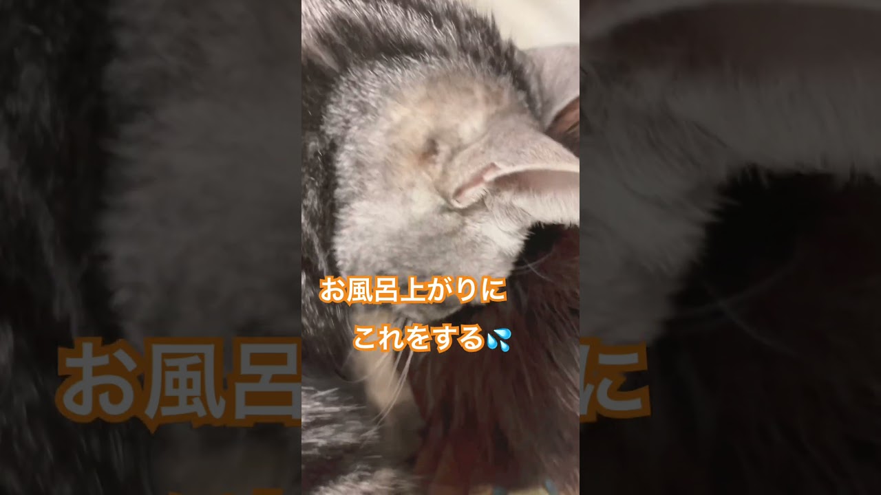 おじ好き？ww #猫 #ぬこ #アメショ #アメリカンショートヘアー #shorts #猫動画