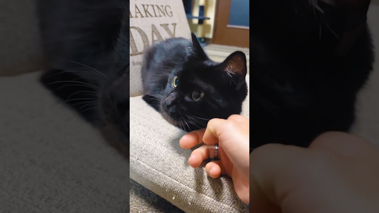 【ねこ】イスに座ろうとしたら…😅笑　 #保護猫 #ねことの暮らし #ねこ動画 #ねこ