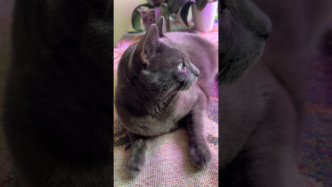 "Let me rest in peace" #cat #lovecats #cute