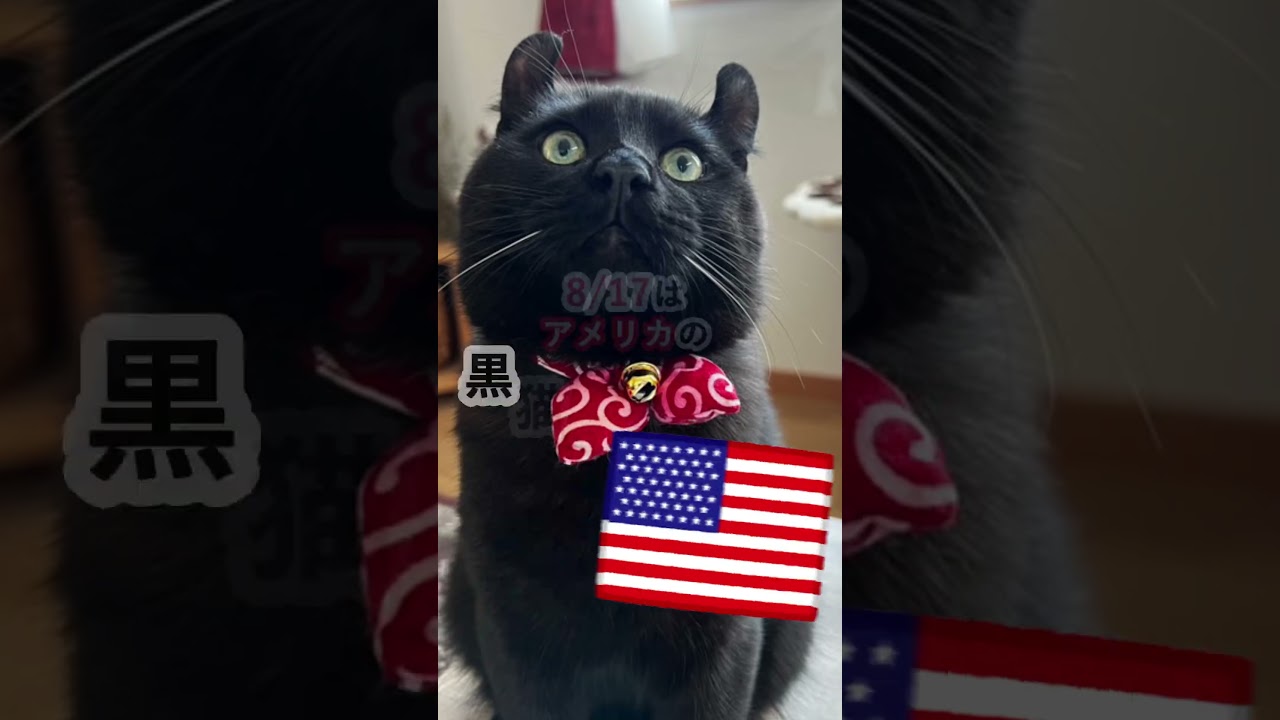 【黒猫記念日】幸せを運んでくれる？黒猫の秘密！