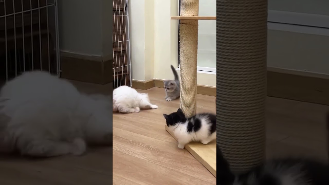 cats playing with each other!