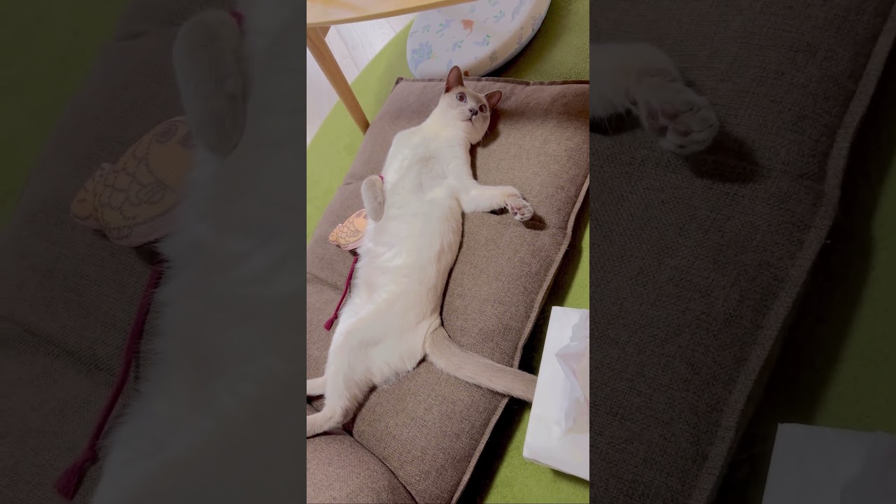 ラクトくん、フリーズ  #ねこ #ネコ #トンキニーズ